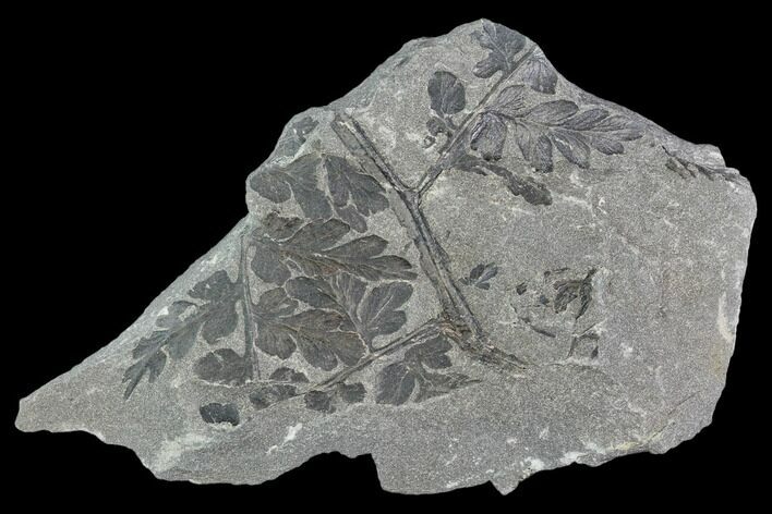 Pennsylvanian Fossil Fern (Sphenopteris) Plate - Alabama #112767